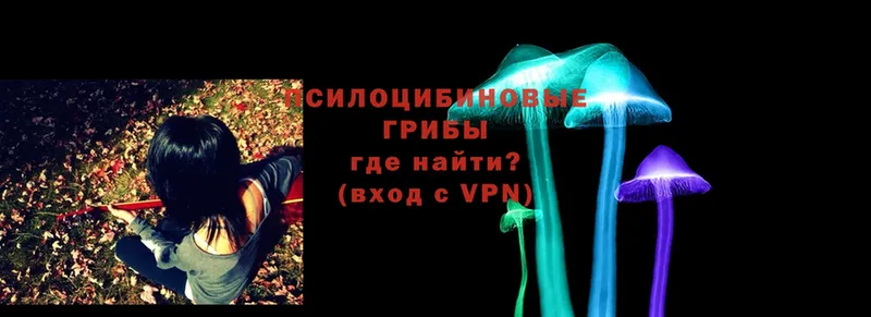 Псилоцибиновые грибы Psilocybe  Новомосковск 